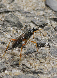 Cryptanura banchiformis
